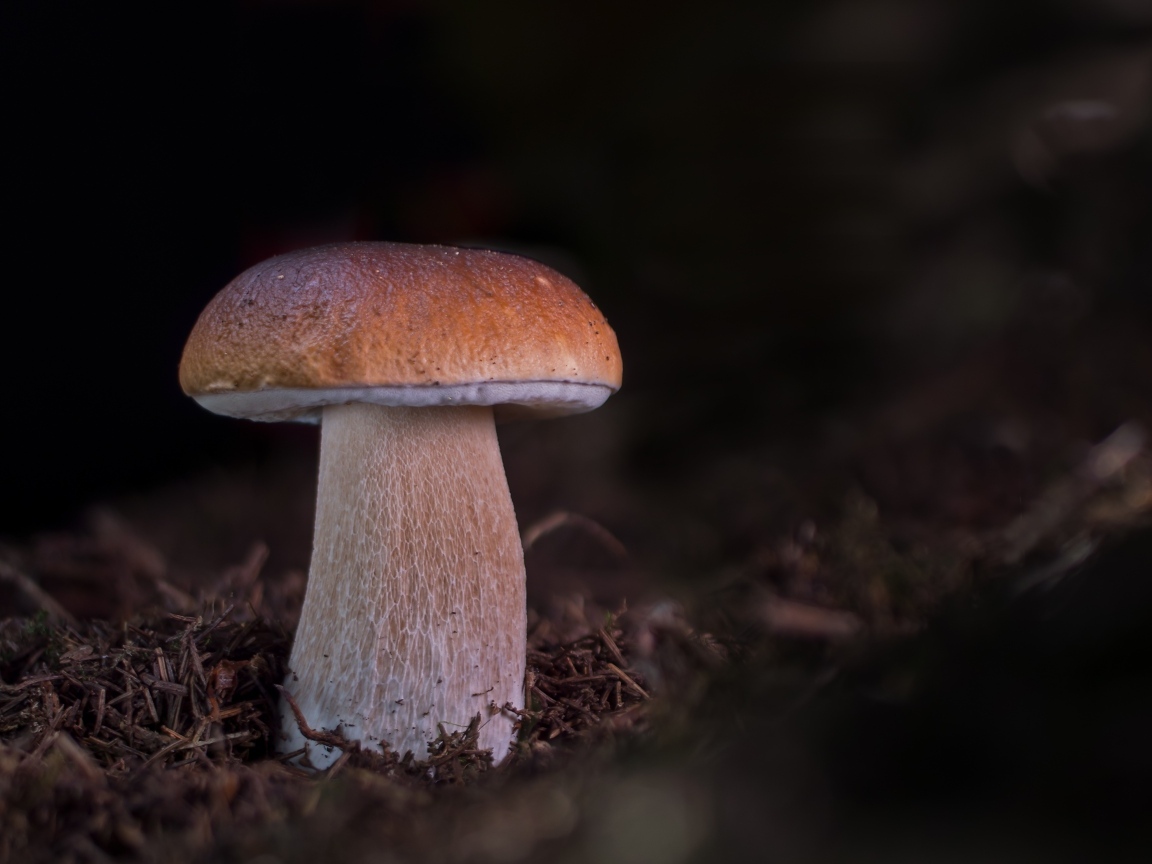 Большой белый гриб растет в лесу