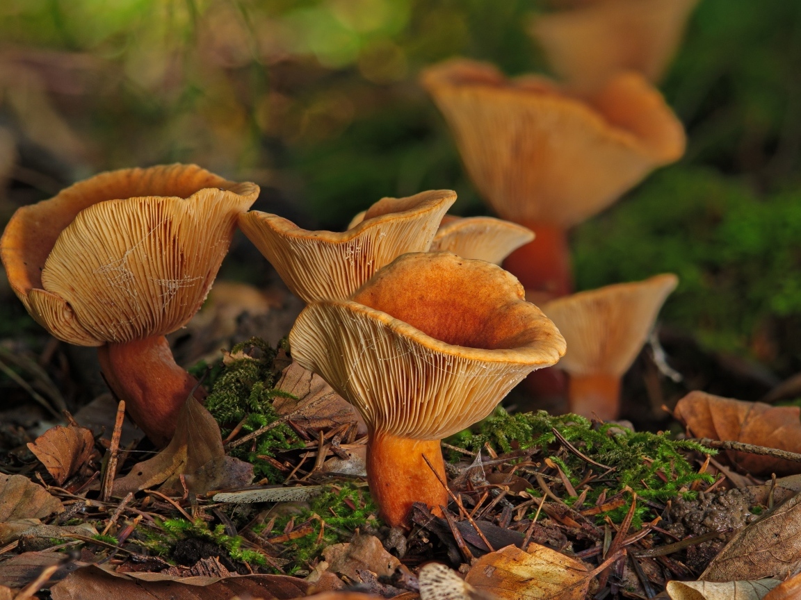 Грибы лисички на земле в лесу