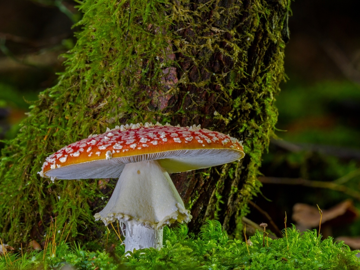 Большой мухомор у покрытого мхом дерева