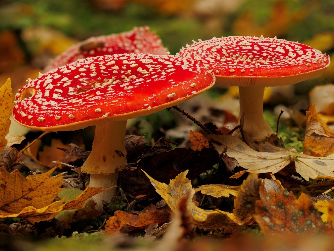 Два больших красных мухомора в желтых листьях
