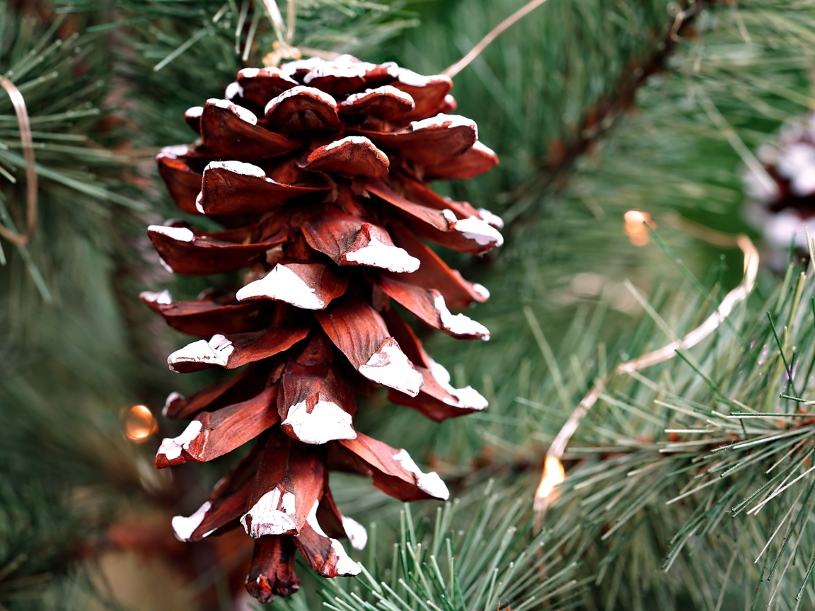 Большая коричневая шишка на еловой ветке