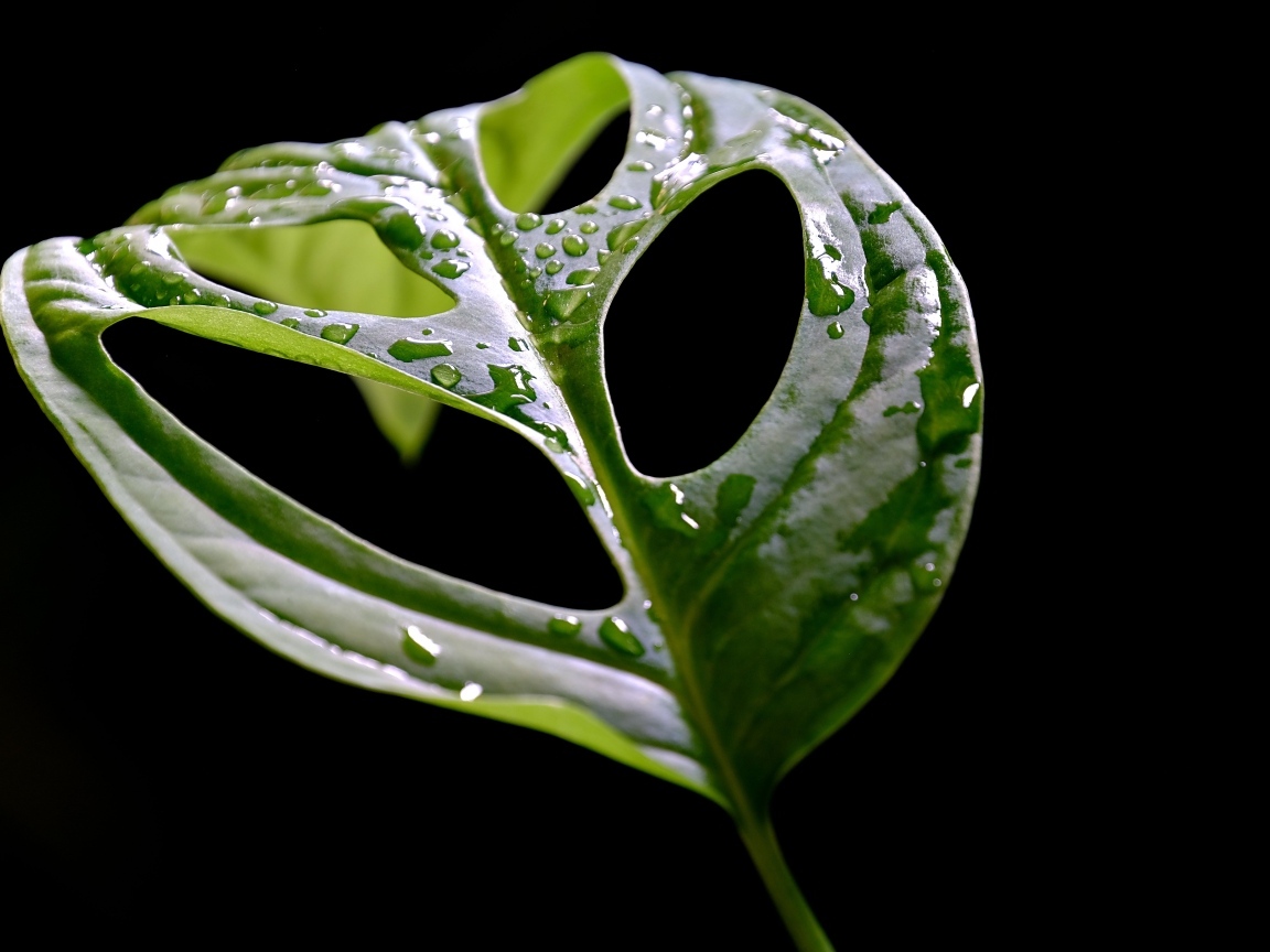 Большой мокрый зеленый лист на черном фоне