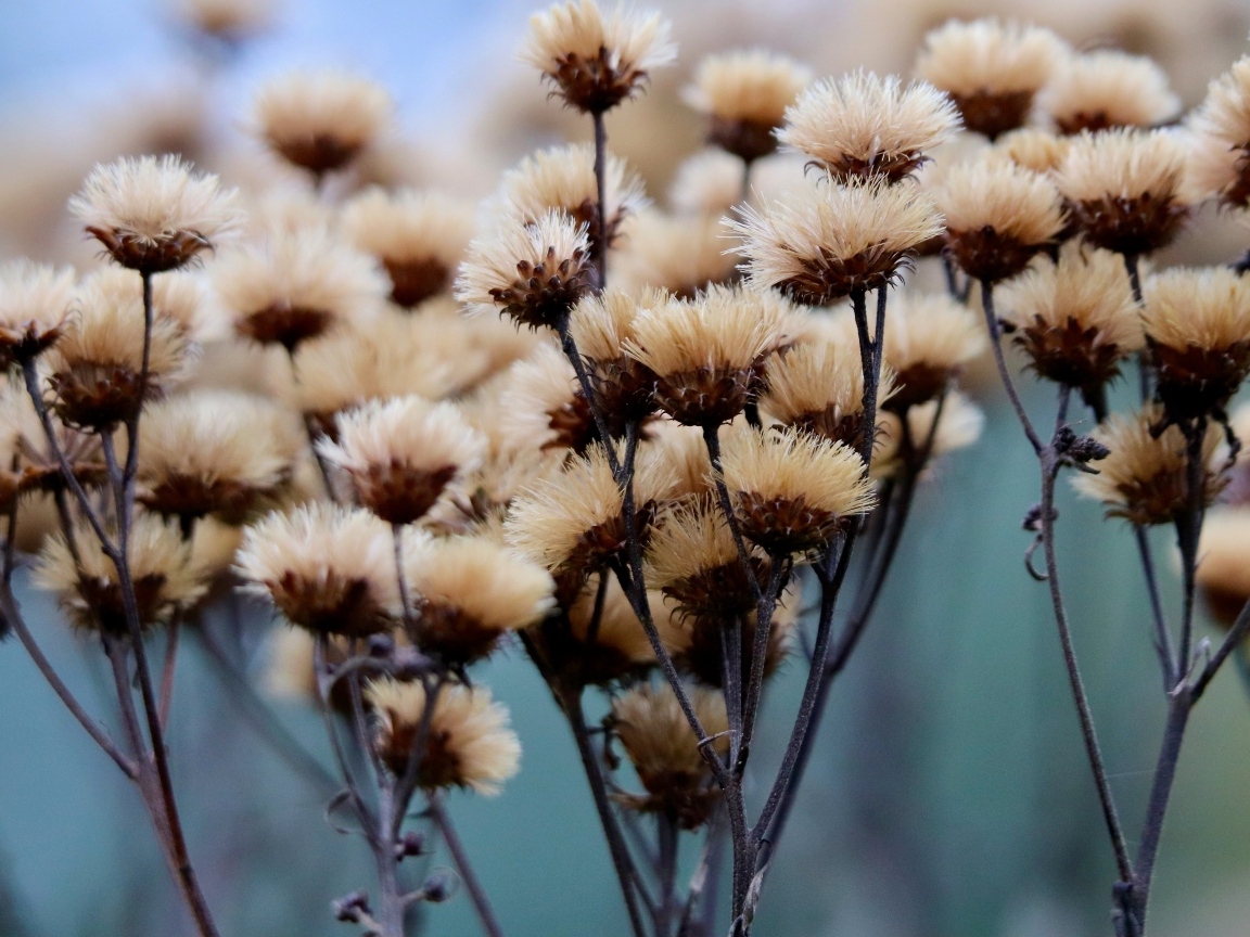 Сухоцвет крупным планом на поле