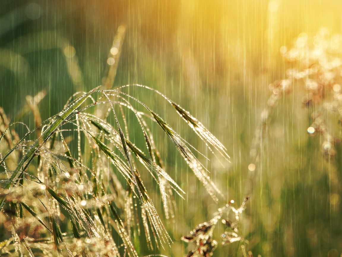 Колосья травы под дождем летом