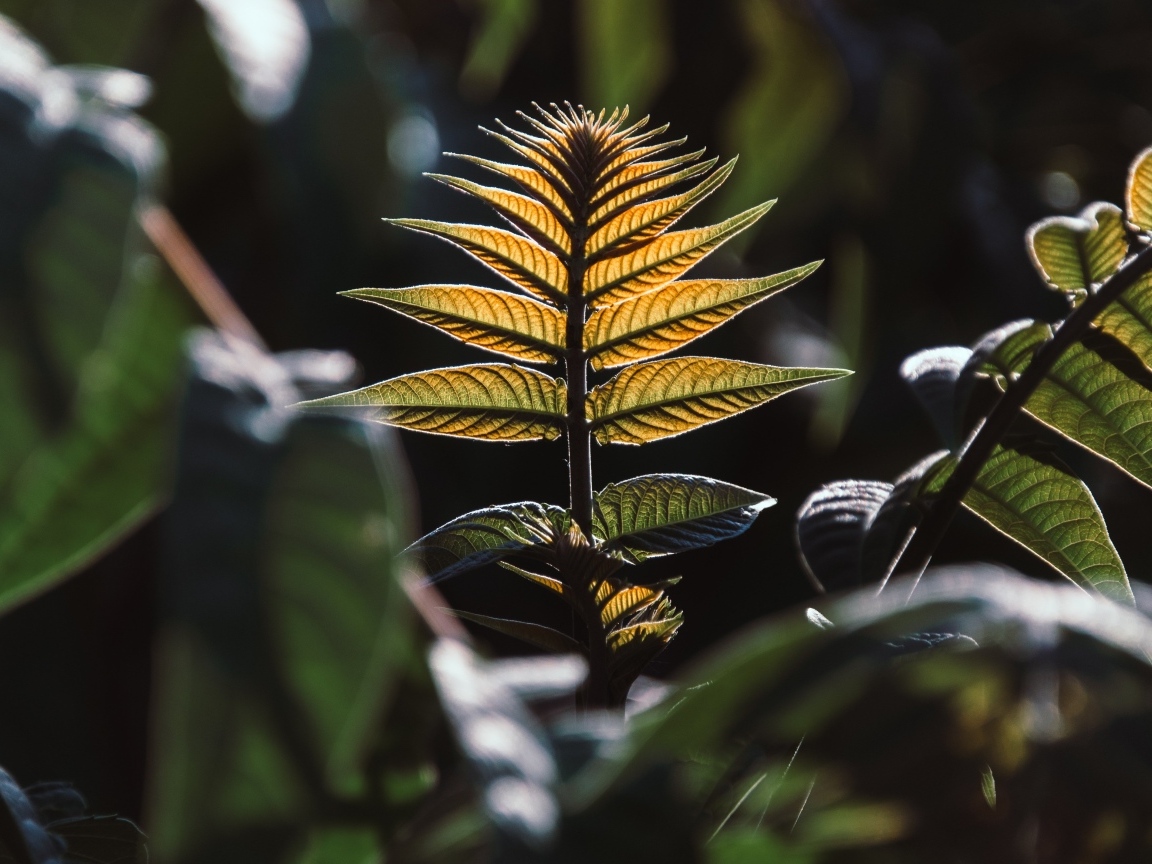 Зеленые листья в лучах солнца 