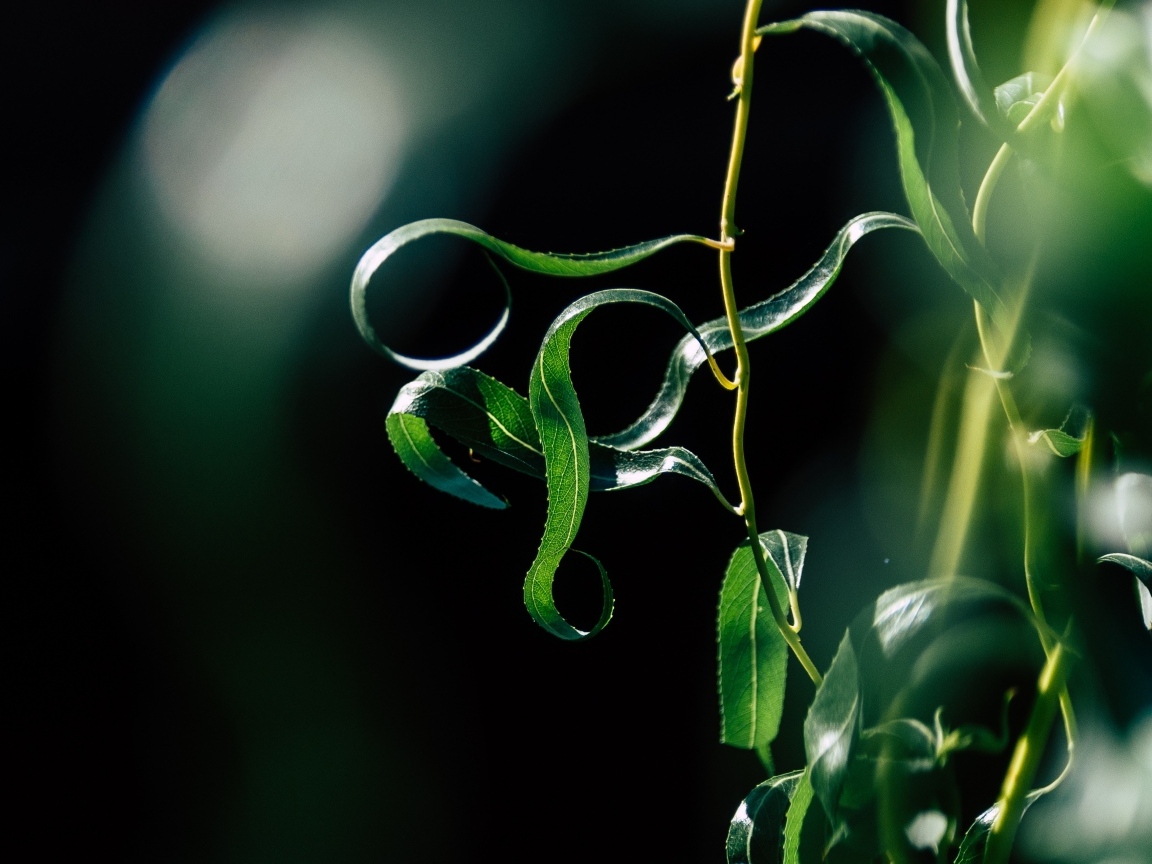 Зеленые листья вербы на тонких ветках