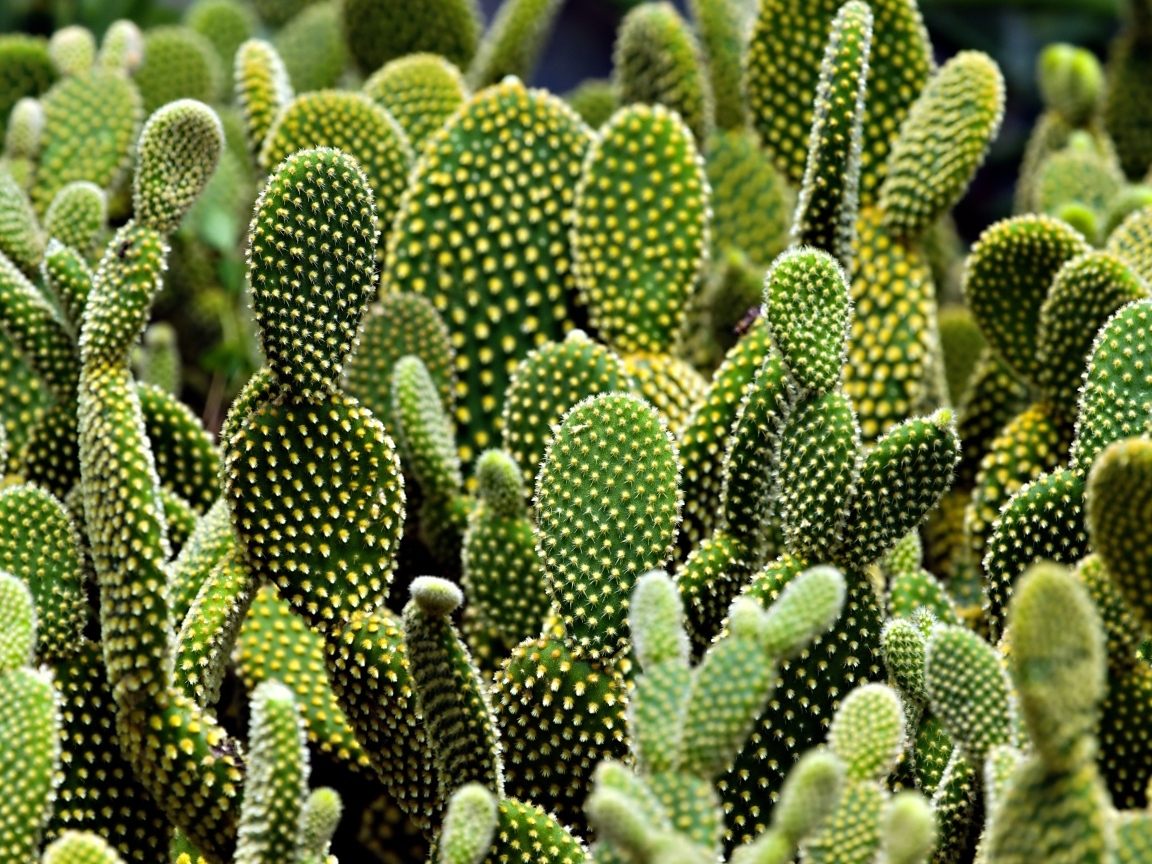 Много колючих тропических кактусов