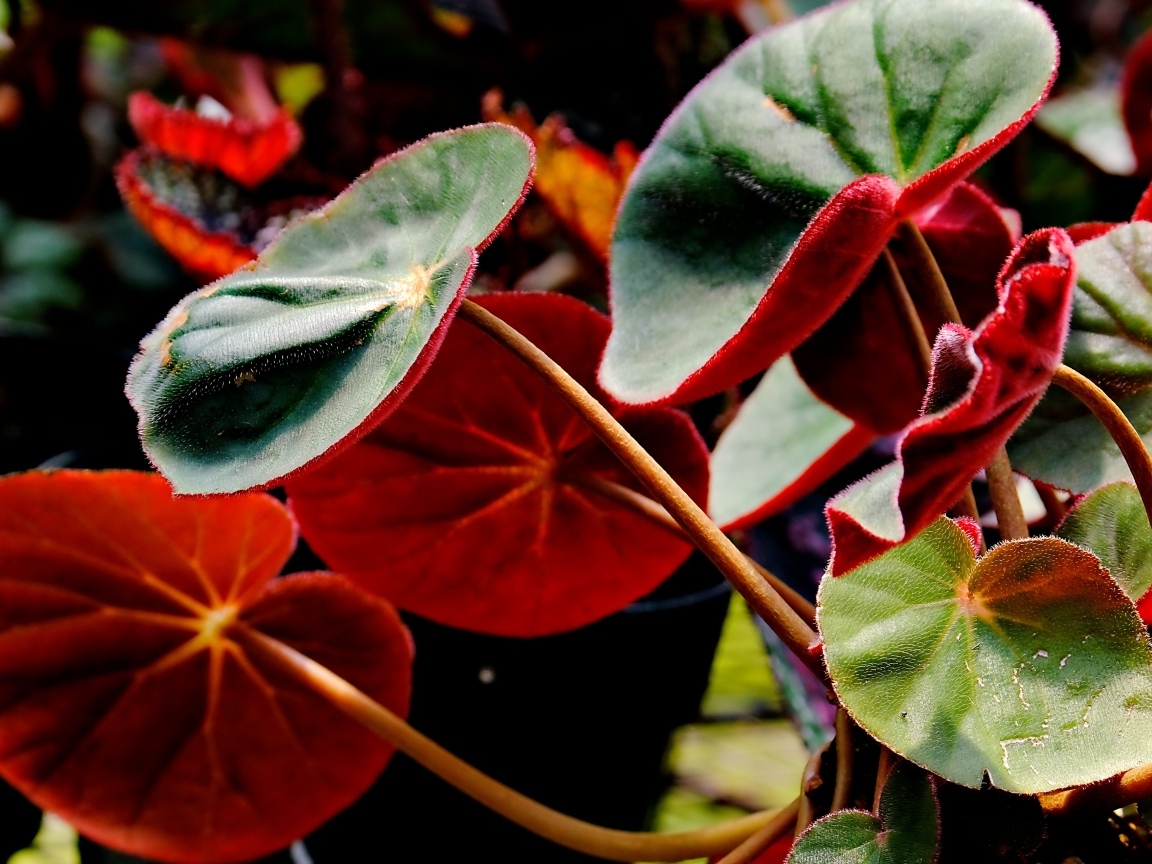 Красные листья бегонии крупным планом
