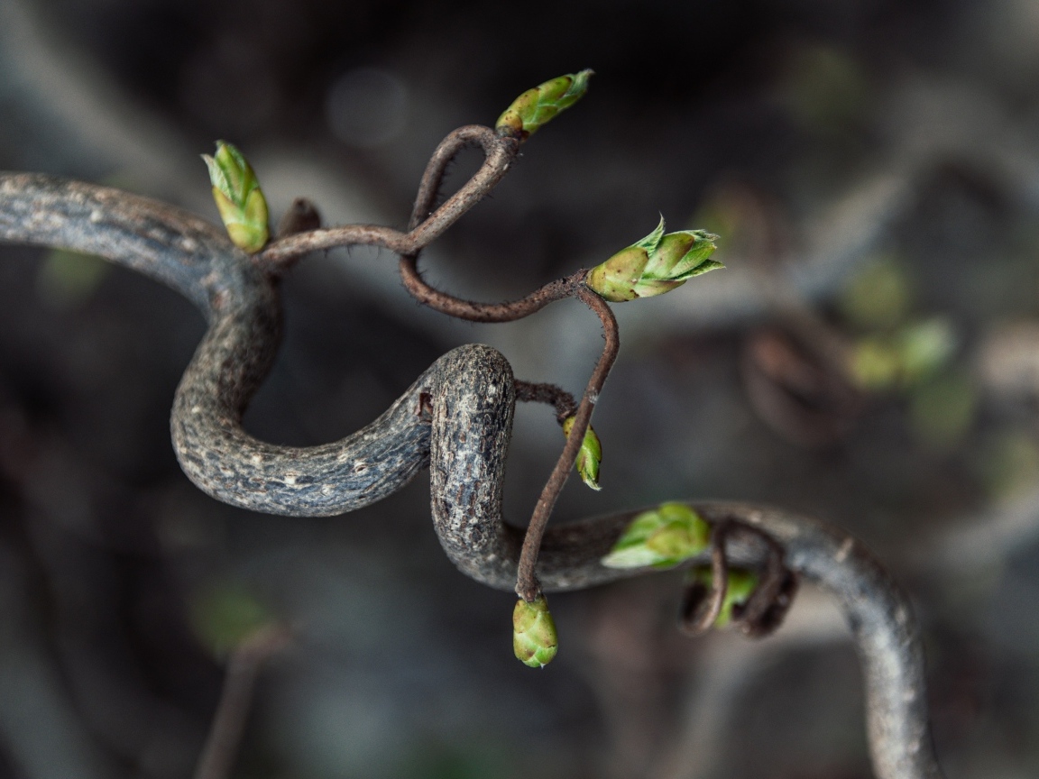 Спиральная ветка дерева с зелеными ростками
