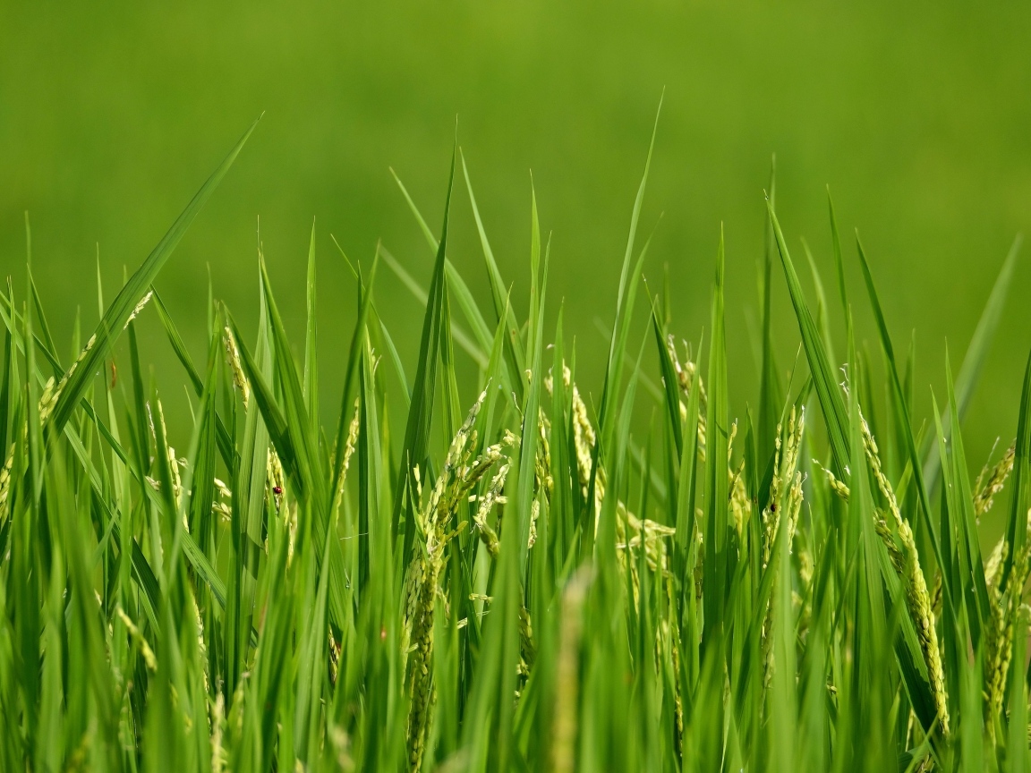 Молодая зеленая трава с колосками