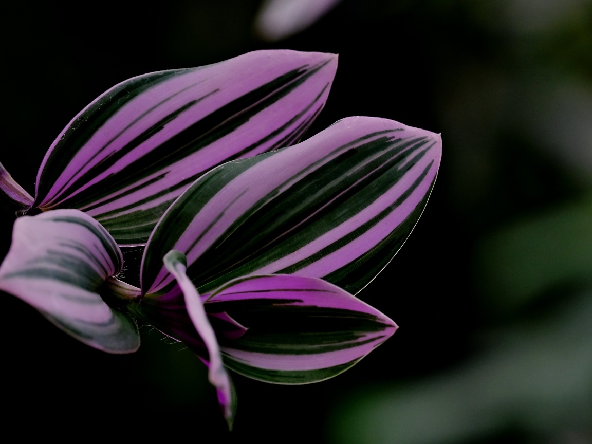 Красивый лист комнатного растения