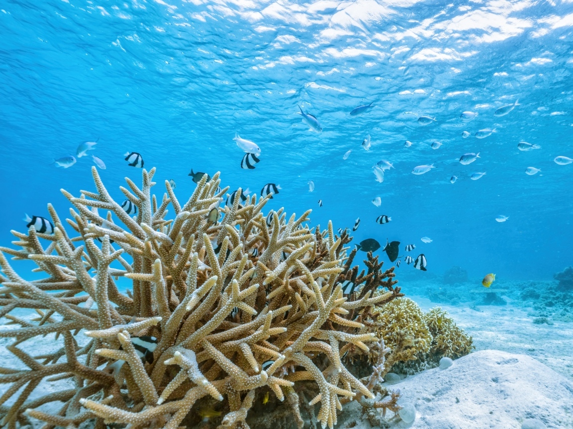 Кораллы под водой в море