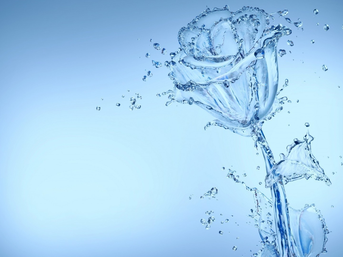 Красивая роза из воду на голубом фоне