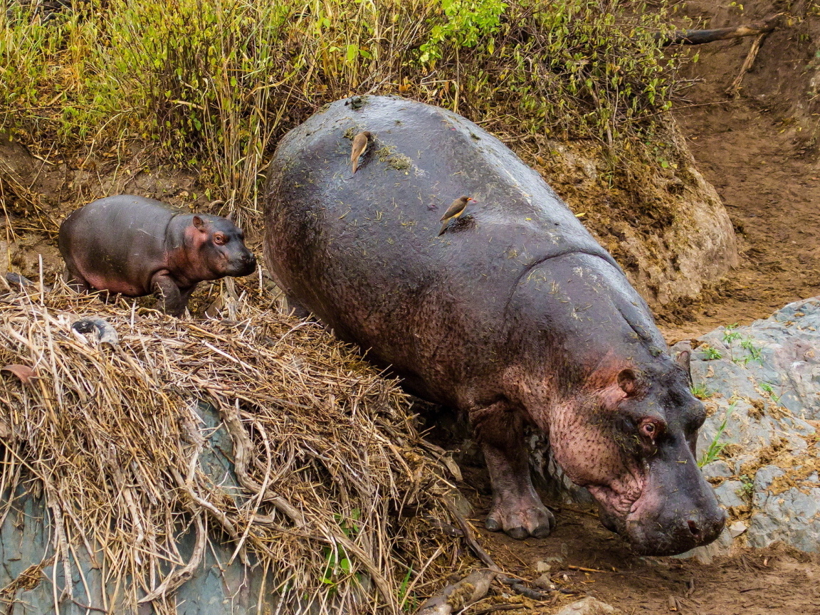 Гиппопотам с детенышем в зоопарке
