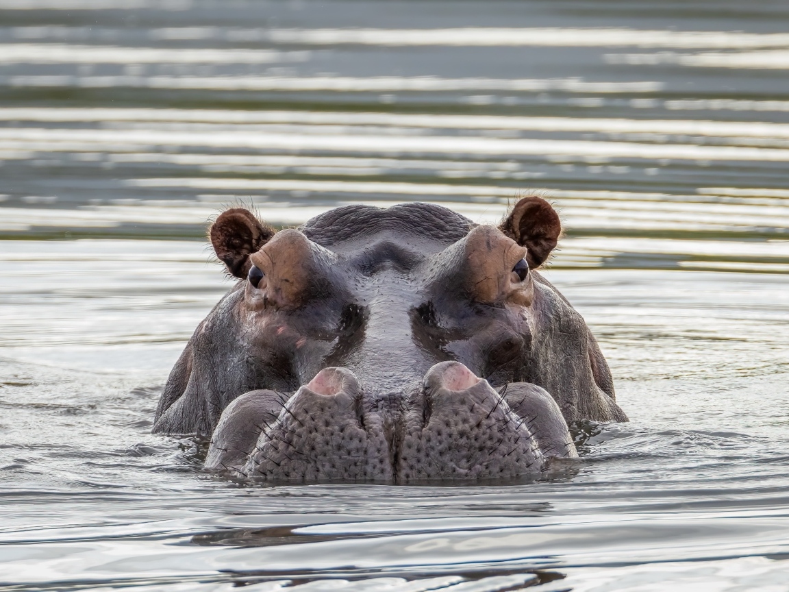 Большой бегемот прячется в воде