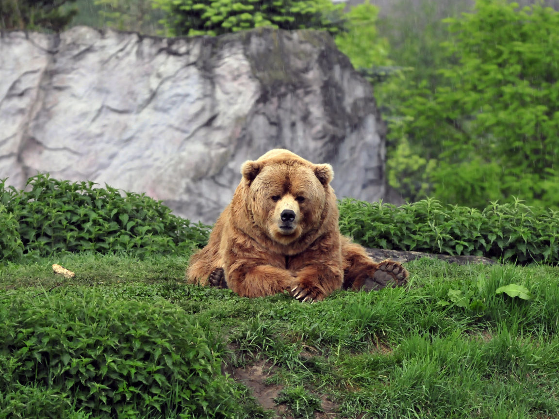 Большой бурый медведь на зеленой траве в зоопарке