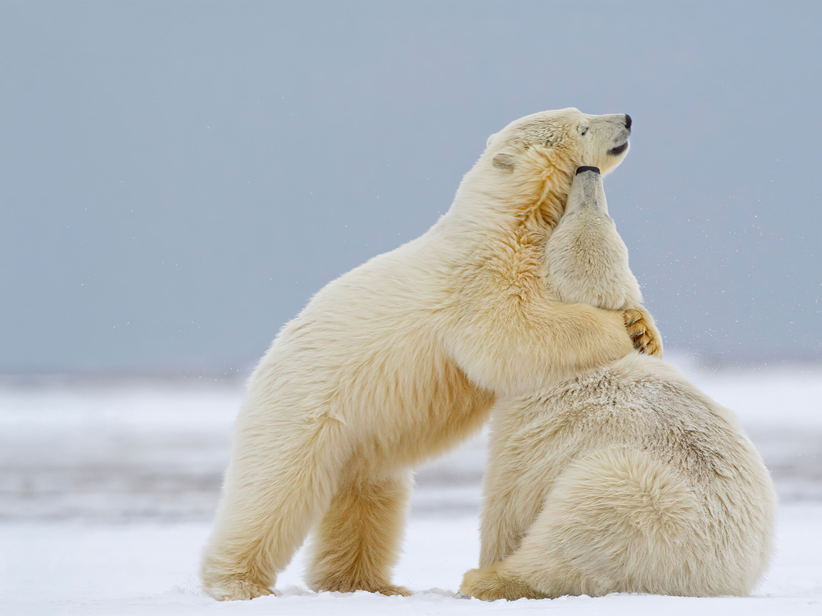 Полярные медведи на снегу