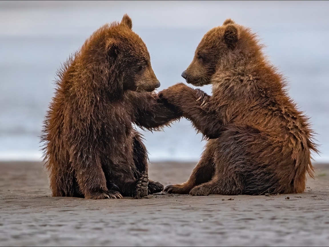 Два маленьких бурых медвежонка на мокром песке