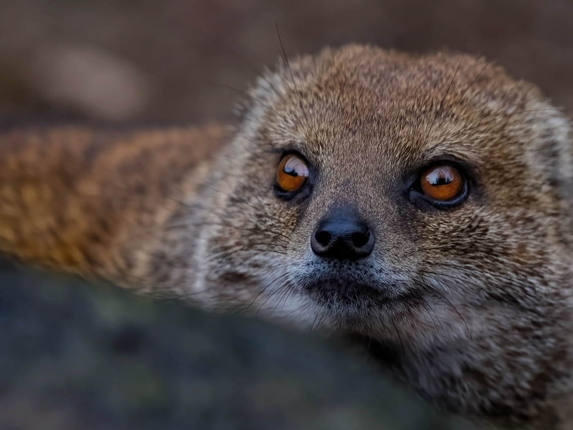 Большие карие глаза мангуста