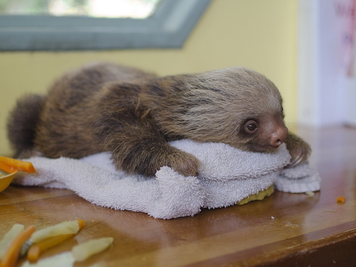 Маленький ленивец лежит на столе