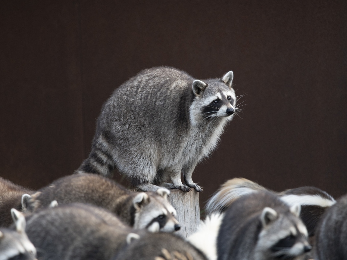 Много милых серых енотов