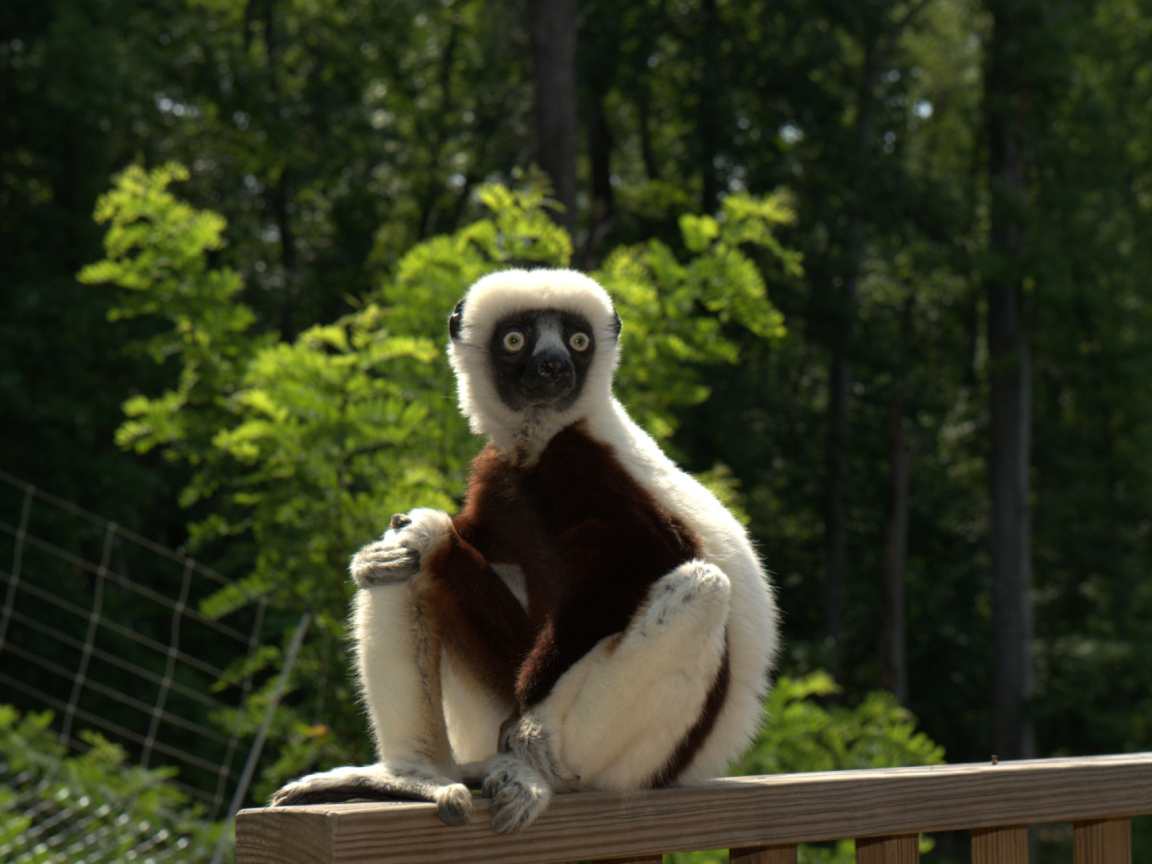Лемур сифака в зоопарке 