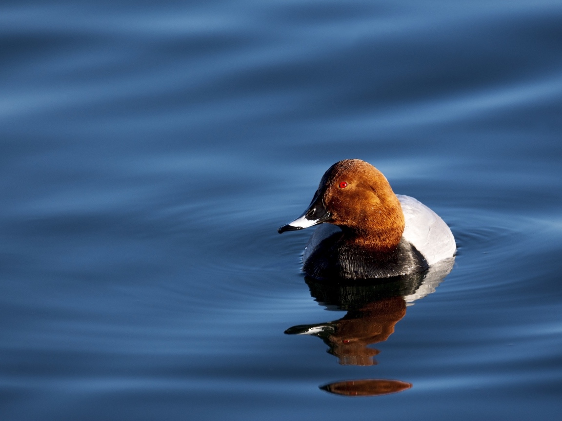 Утка отражается в темной воде озера