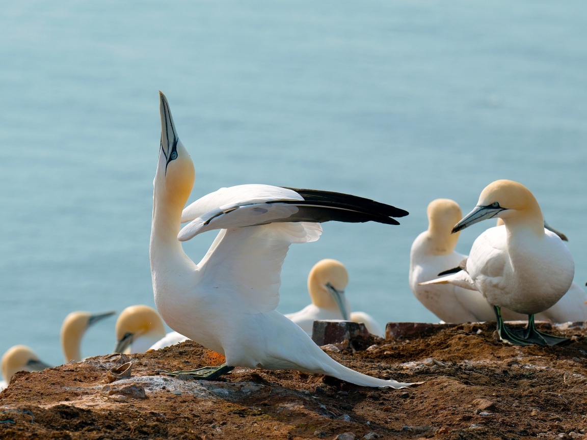 Стая чаек на скале у моря
