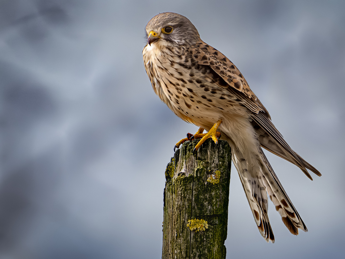 Хищный сокол сидит на сухом дереве 