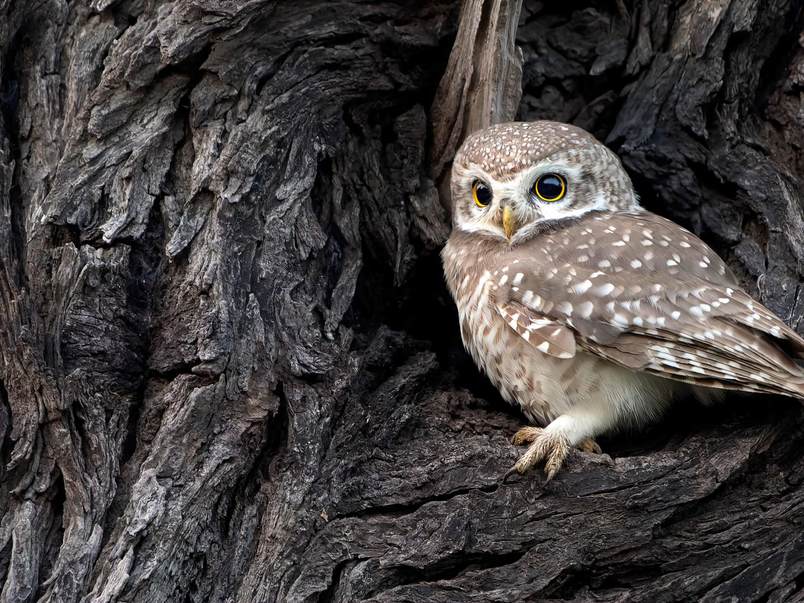 Сова сидит в дупле у дерева