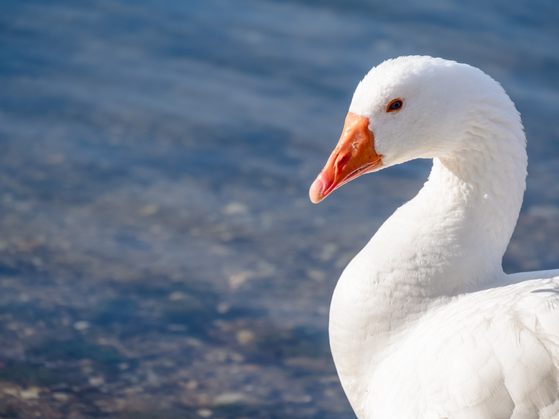 Красивый белый гусь в лучах солнца у воды