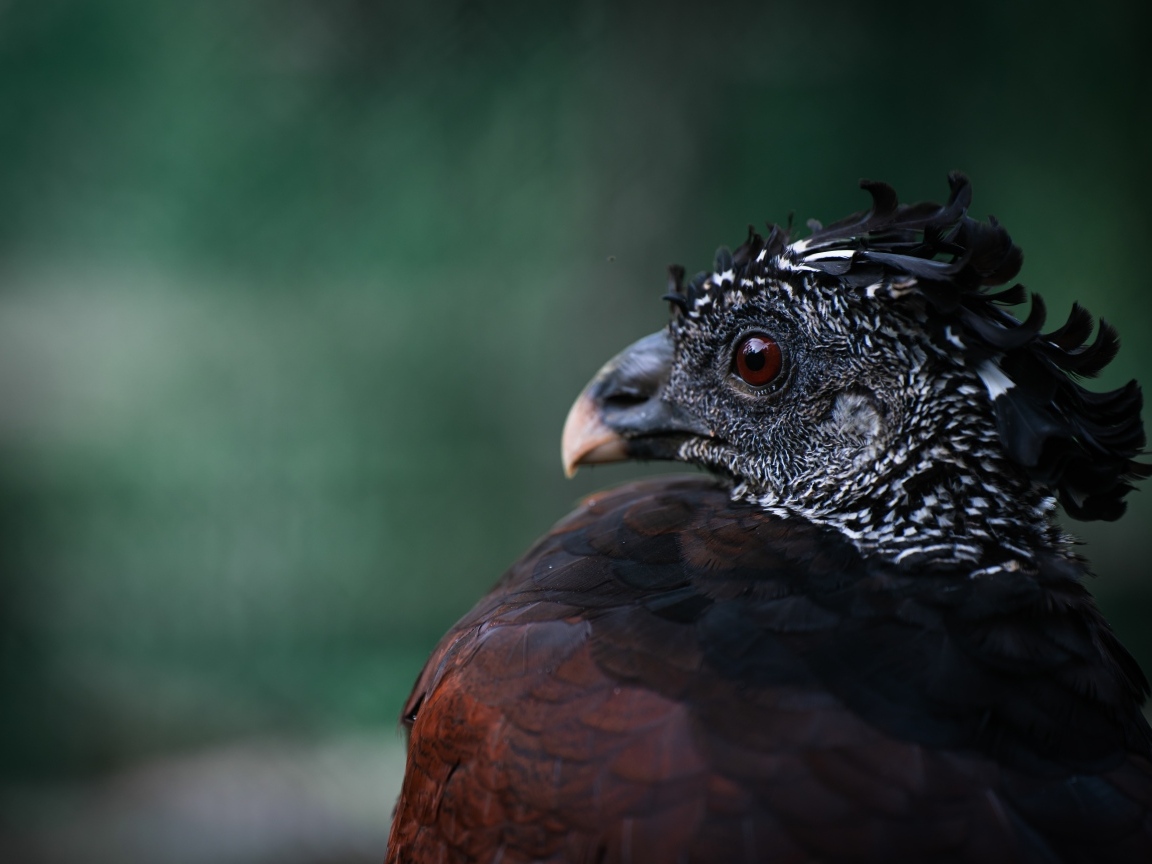 Большая черная птица великий курасов