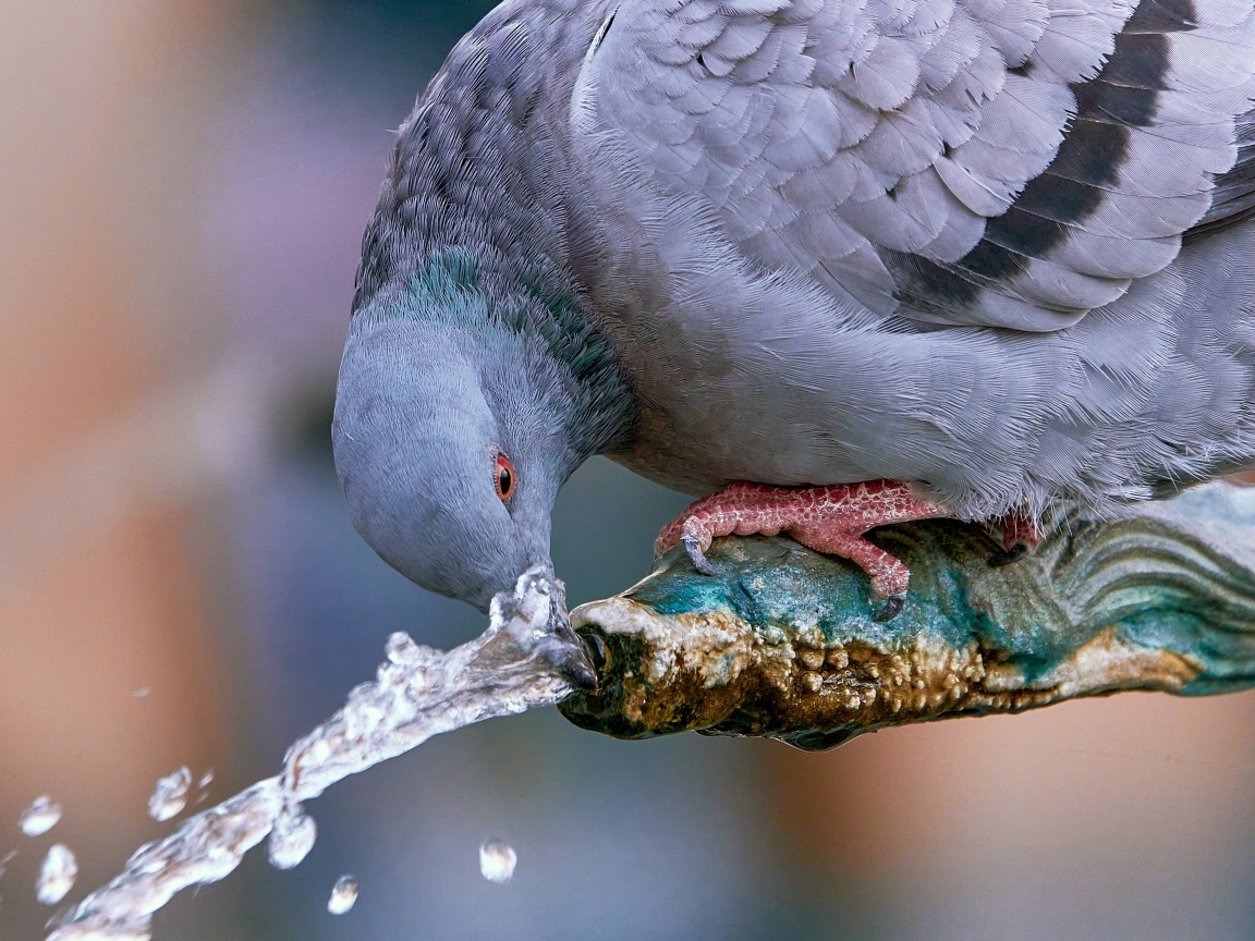 Большой серый голубь пьет воду