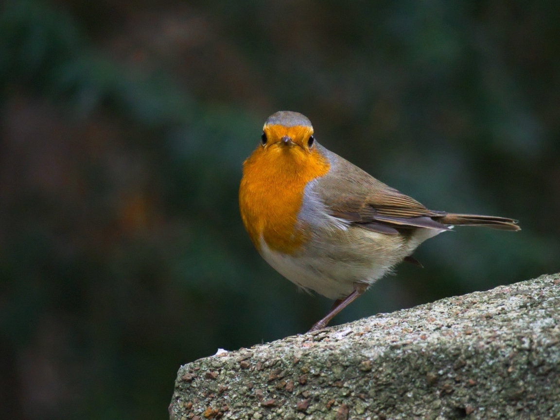 Птица вьюнок сидит на бетонной плите