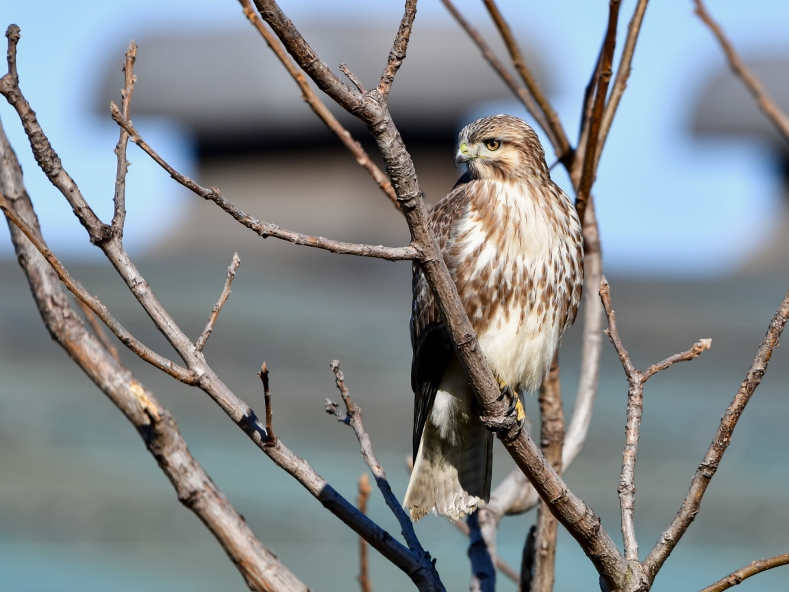 Хищная птица канюк сидит в ветках дерева