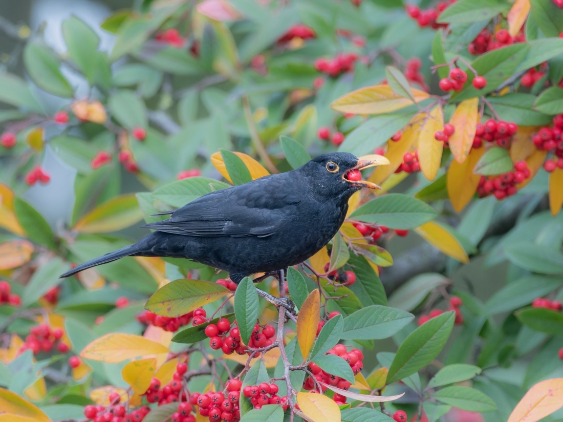 Черная птица на ветке с красными ягодами
