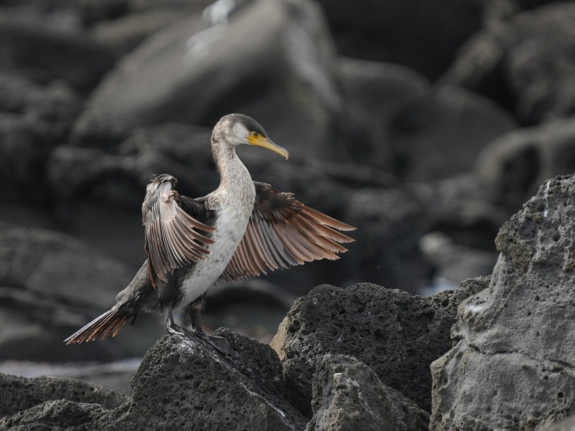 Черный баклан охотится на камне