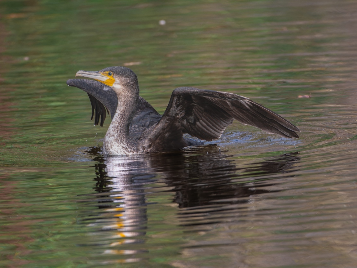 Черный баклан расправил крылья в воде
