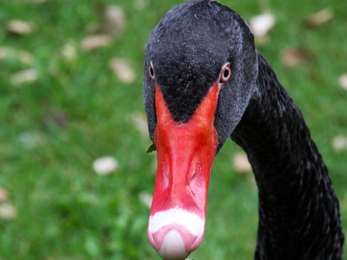 Черный лебедь с красным клювом крупным планом