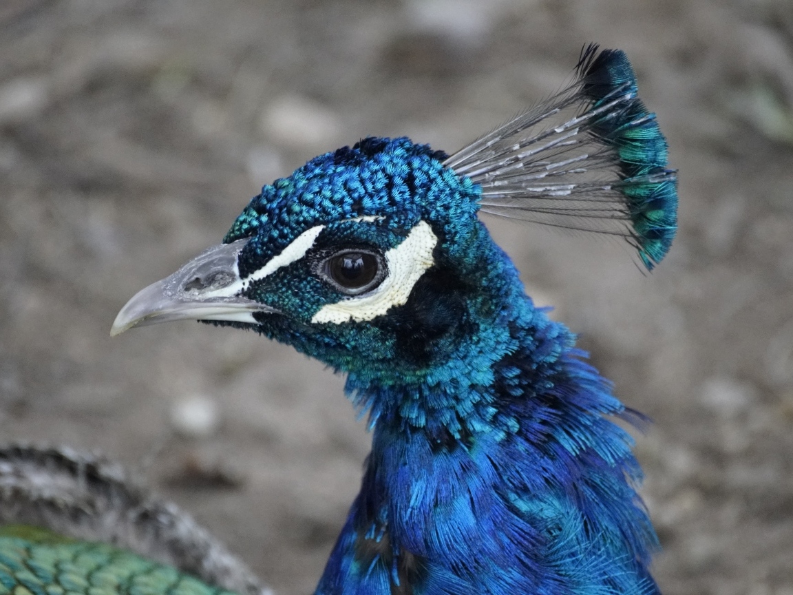 Синяя голова павлина крупным планом