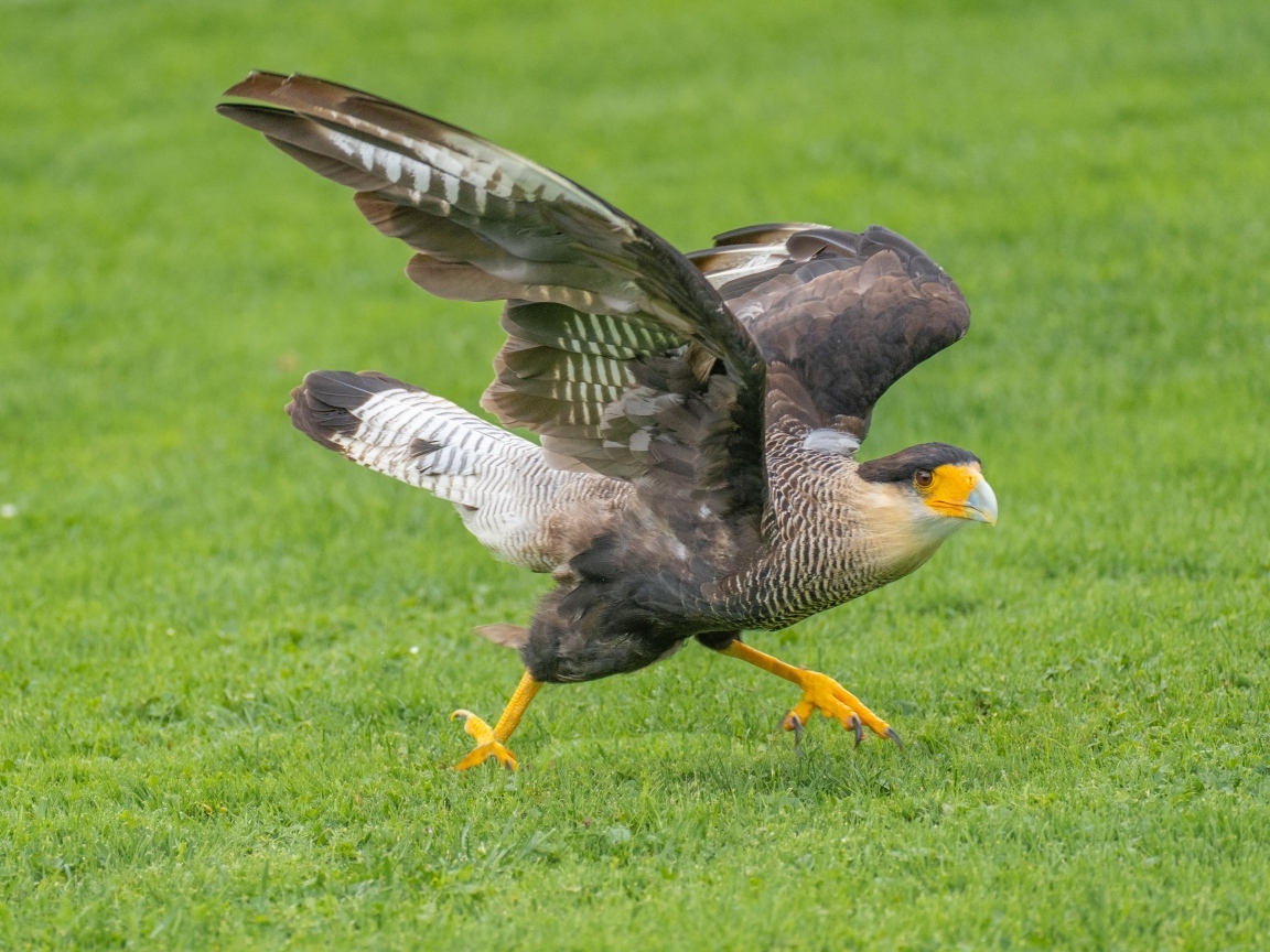 Птица каракара готовится к взлету