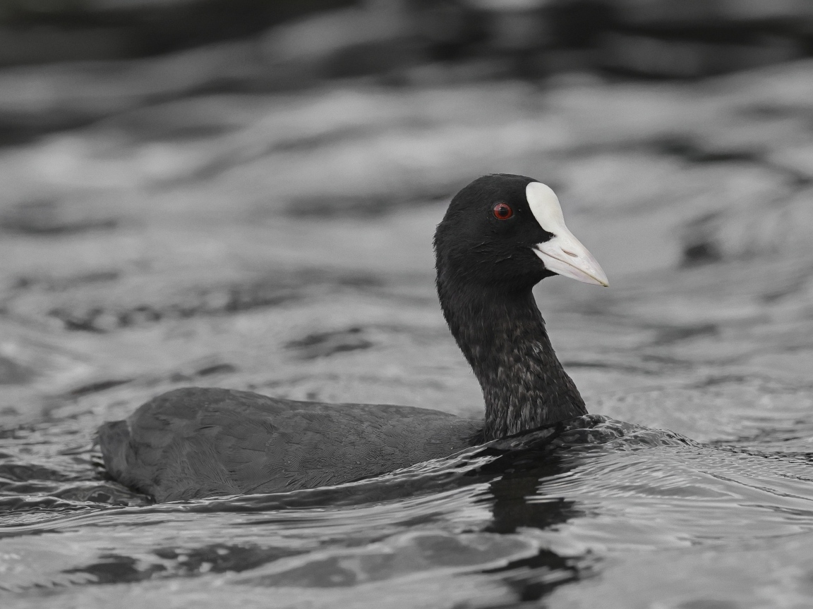 Птица лысуха плывет по воде