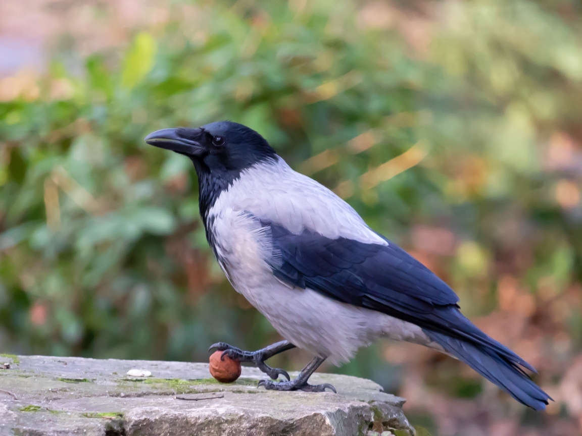 Ворона с орехом на камне
