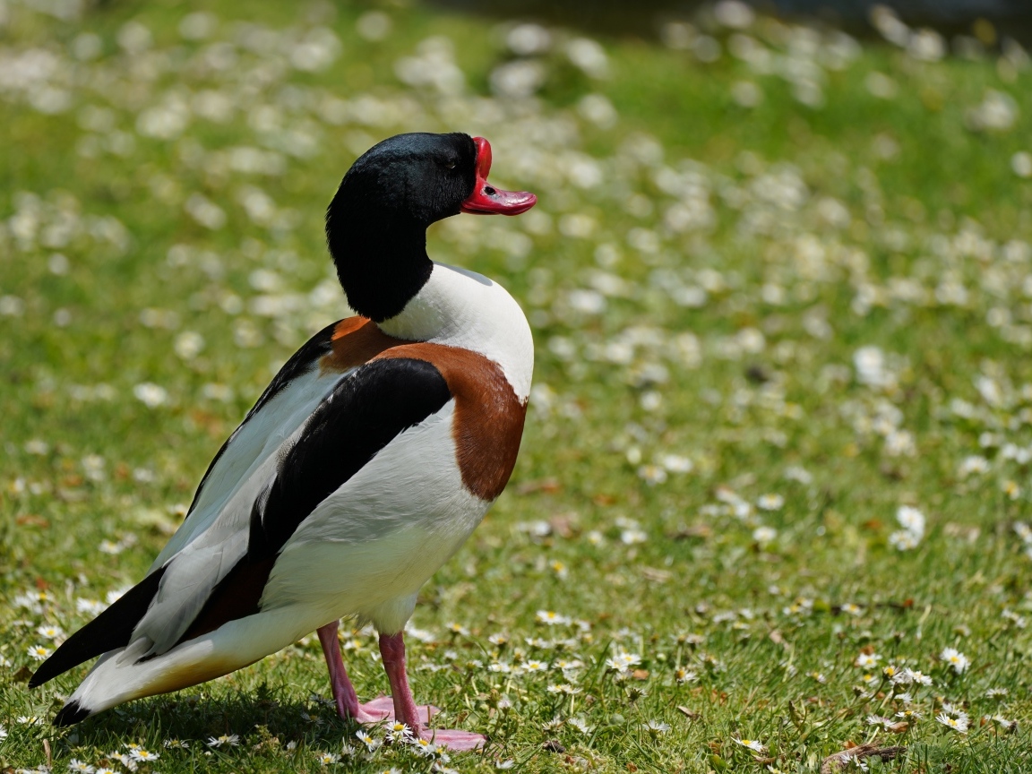 Утка стоит на зеленой траве