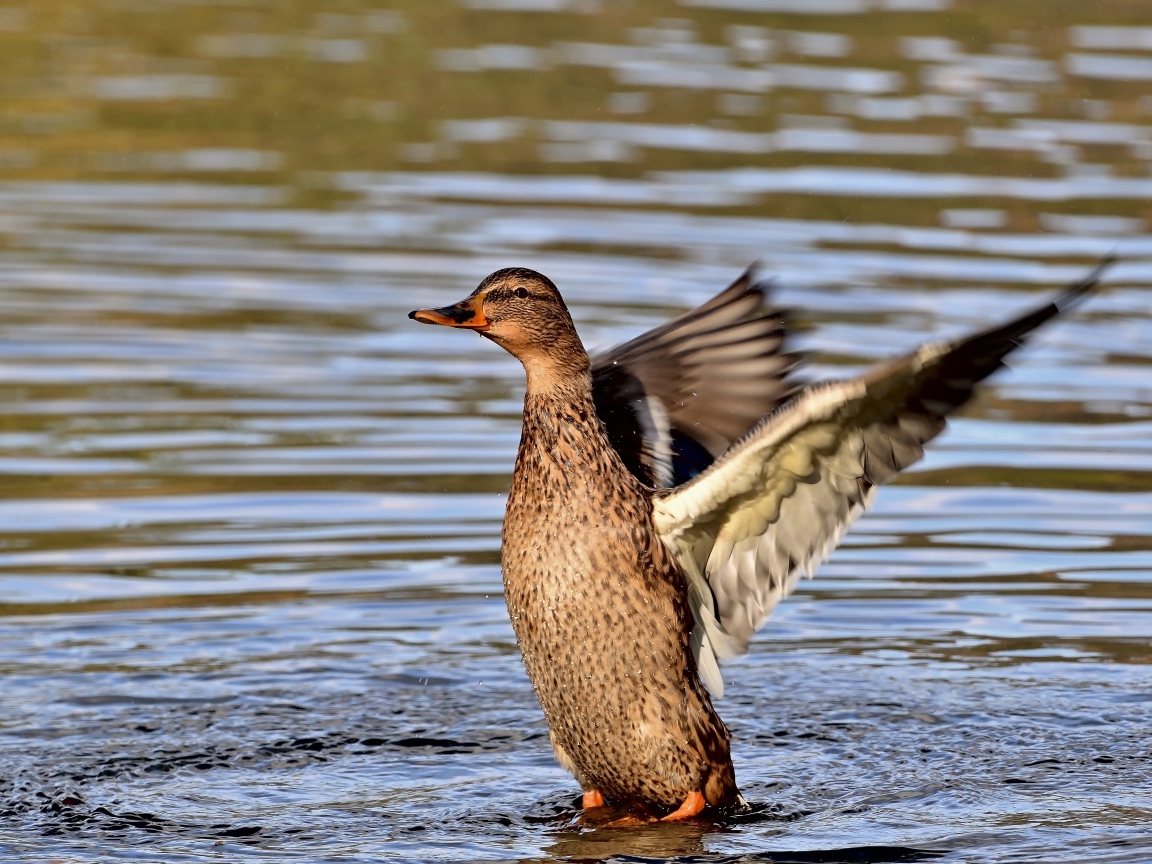 Серая утка расправила крылья в воде