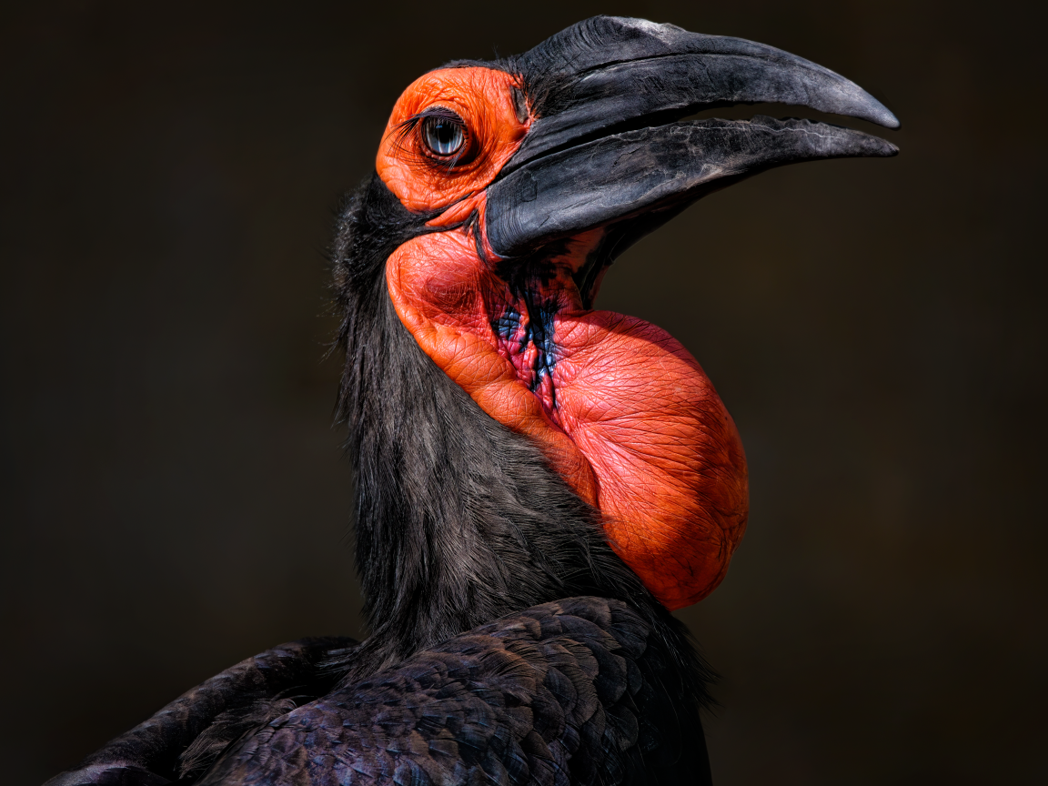 Большая птица калао на черном фоне