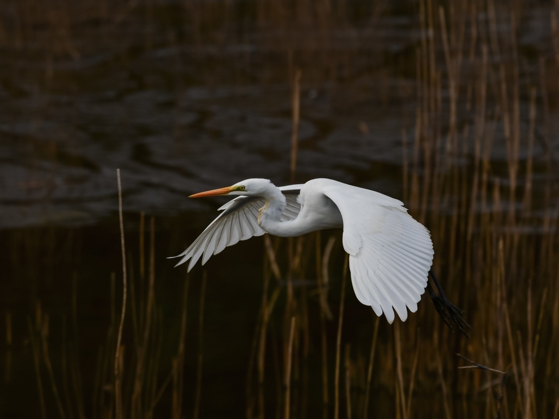 Большая белая цапля летит над водой