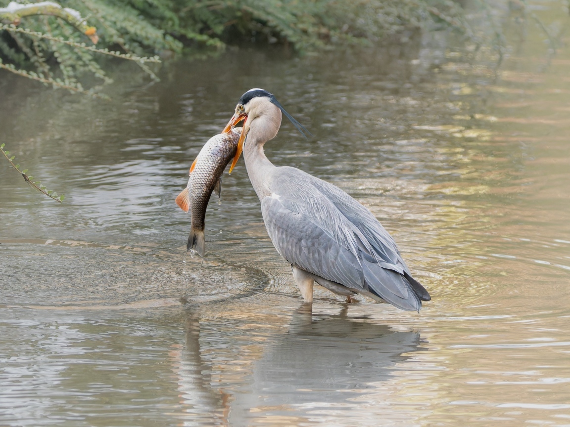Большая серая цапля с рыбой в воде