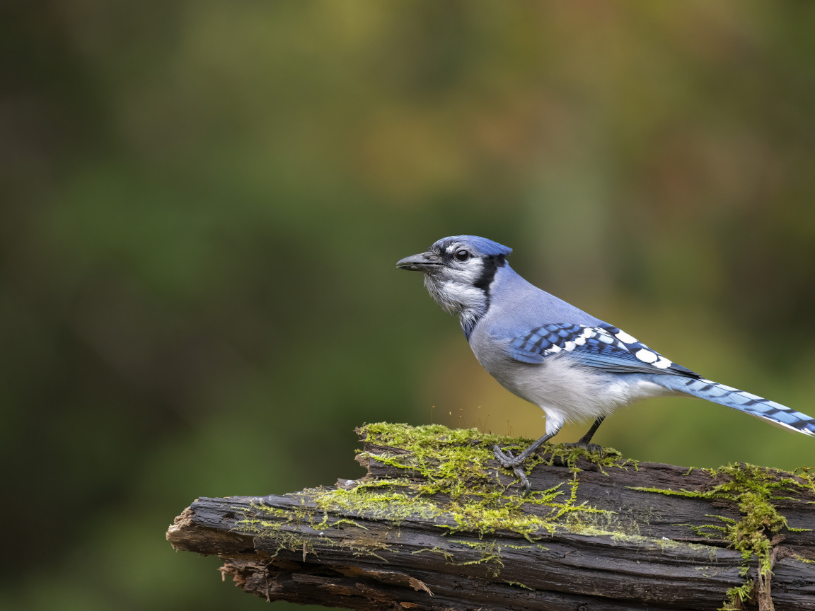 Большая сойка сидит на ветке дерева 