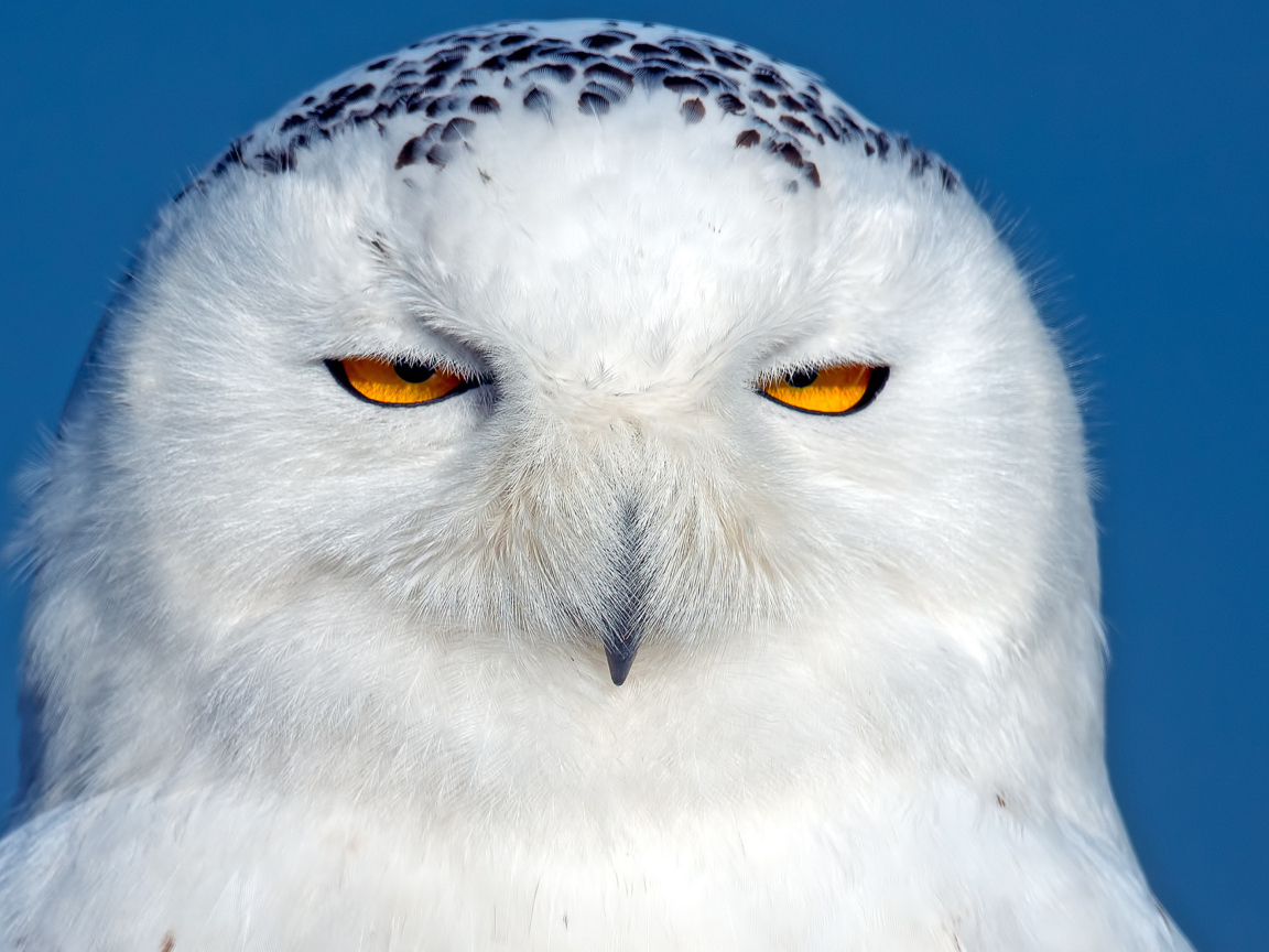 Большая белая сова с черными пятнами с желтыми глазами